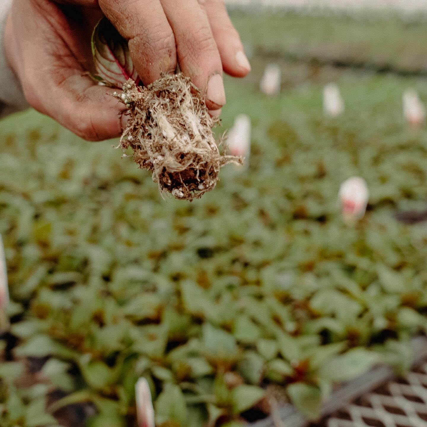 Effect of Pulsed Xenon on plants.